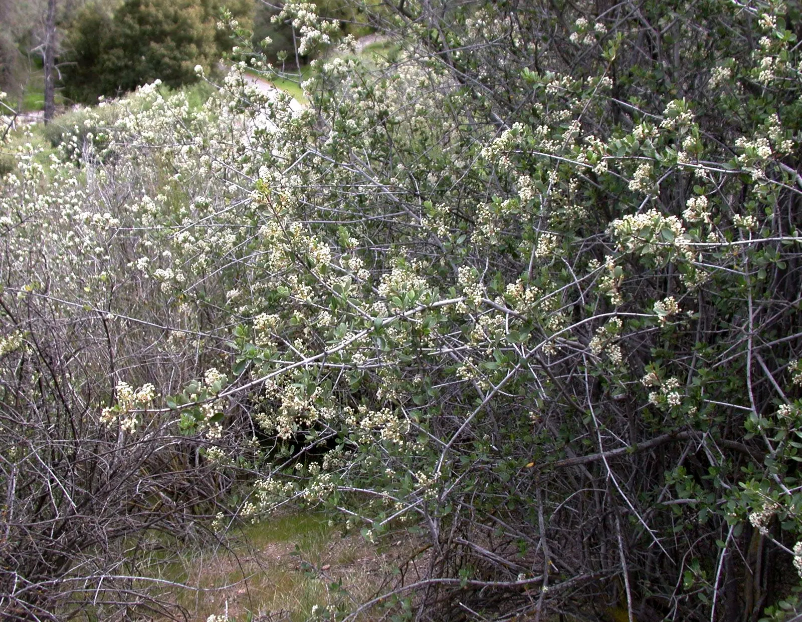 Buck Brush (Ceanothus Cuneatus) — scientifically known as Ceanothus cuneatus