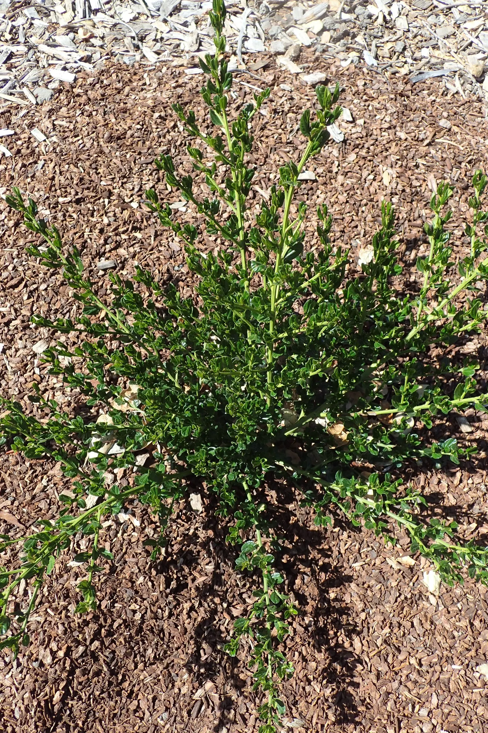 Skylark Mountain Lilac (Ceanothus Thyrsiflorus 'Skylark') — low-maintenance hedges or mass plantings in USDA zones 7-10
