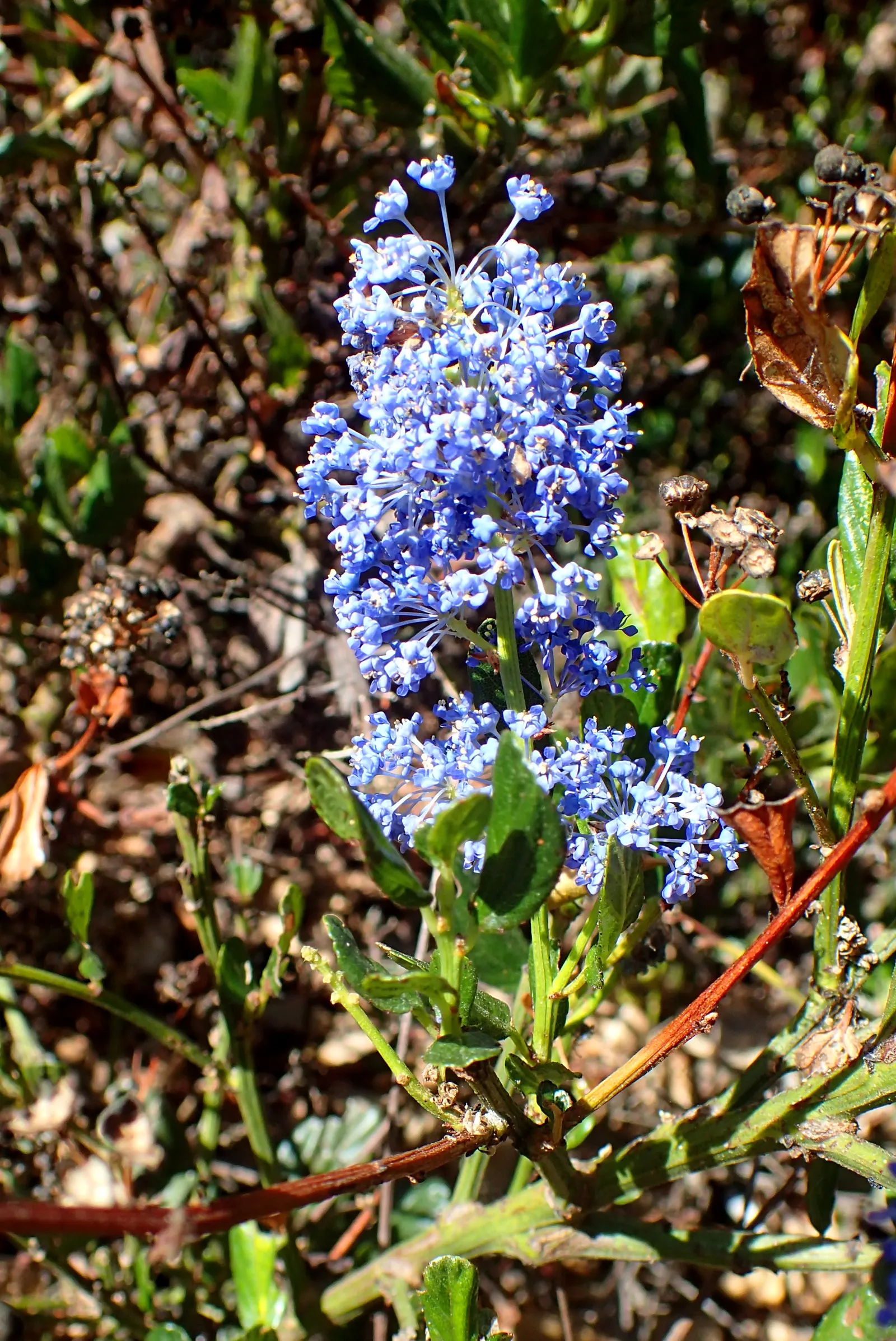 Skylark Mountain Lilac (Ceanothus Thyrsiflorus 'Skylark') — is an evergreen shrub featuring profuse