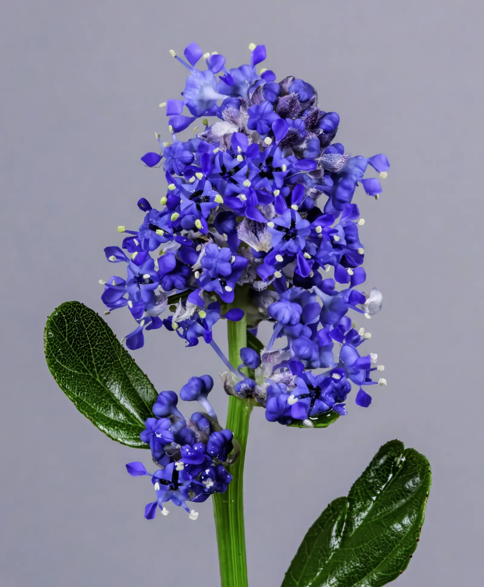 Skylark Mountain Lilac (Ceanothus Thyrsiflorus 'Skylark') — commonly known as Skylark Mountain Lilac