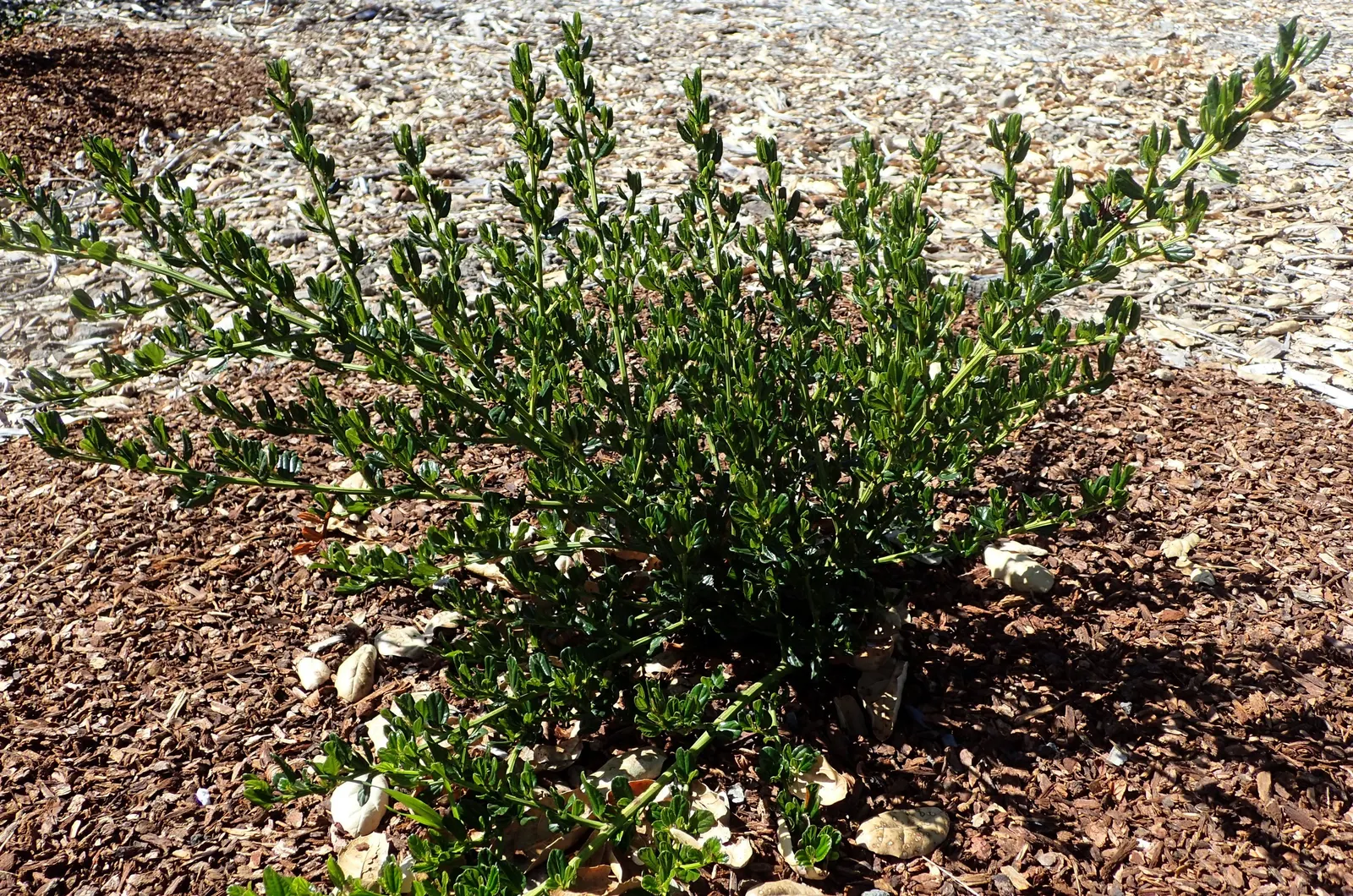 Skylark Mountain Lilac (Ceanothus Thyrsiflorus 'Skylark') — Reaching up to 6 feet in height and spread, it offers year-round interest with glossy green foliage