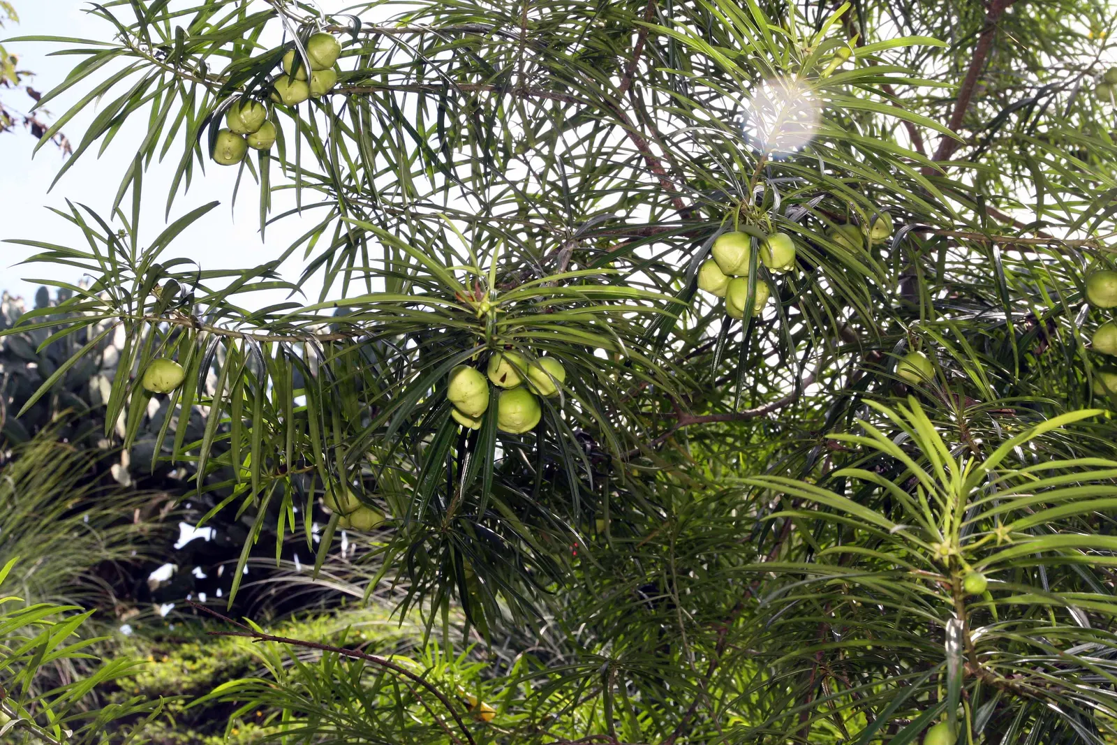 Yellow-Oleander (Thevetia Peruviana) — Blooming occurs from early summer to fall; attracting pollinators such as bees and butterflies to the garden, image 103