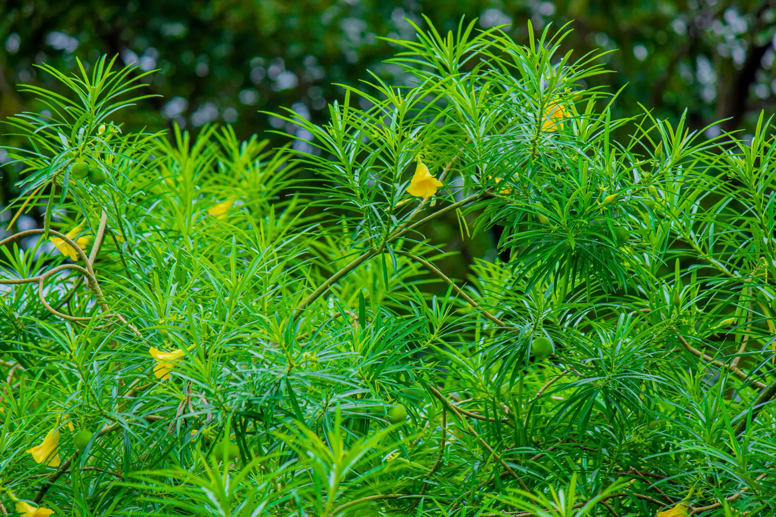 Yellow-Oleander (Thevetia Peruviana) — moderate watering is recommended; caution: All parts are highly toxic if ingested, image 69