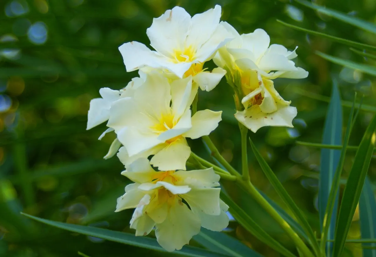 Yellow-Oleander (Thevetia Peruviana) — shrub / tree with orange and yellow blooms; attracting pollinators such as bees and butterflies to the garden, image 139