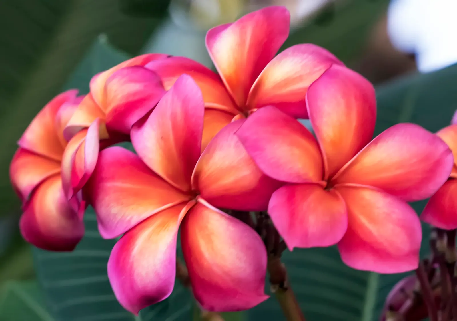 Yellow-Oleander (Thevetia Peruviana) — scientifically known as Thevetia peruviana