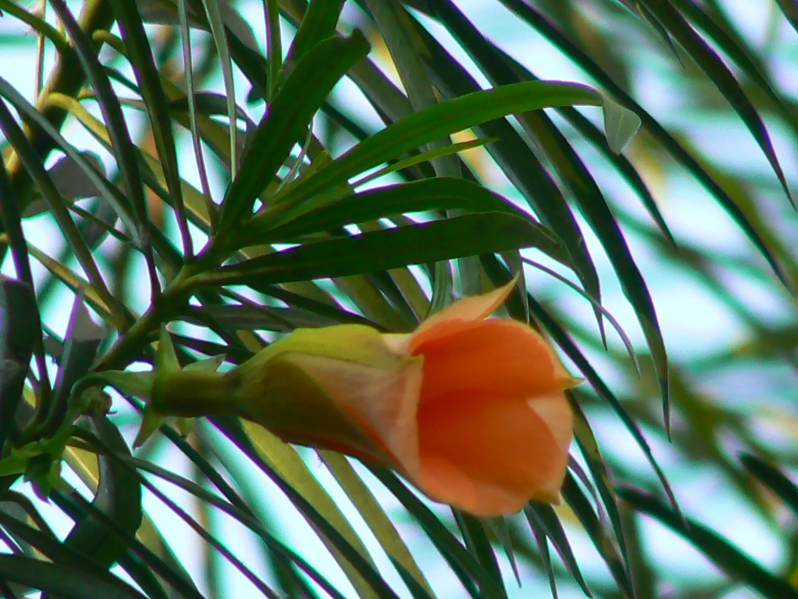 Yellow-Oleander (Thevetia Peruviana) — while the vivid blooms can reach up to 2 inches in length