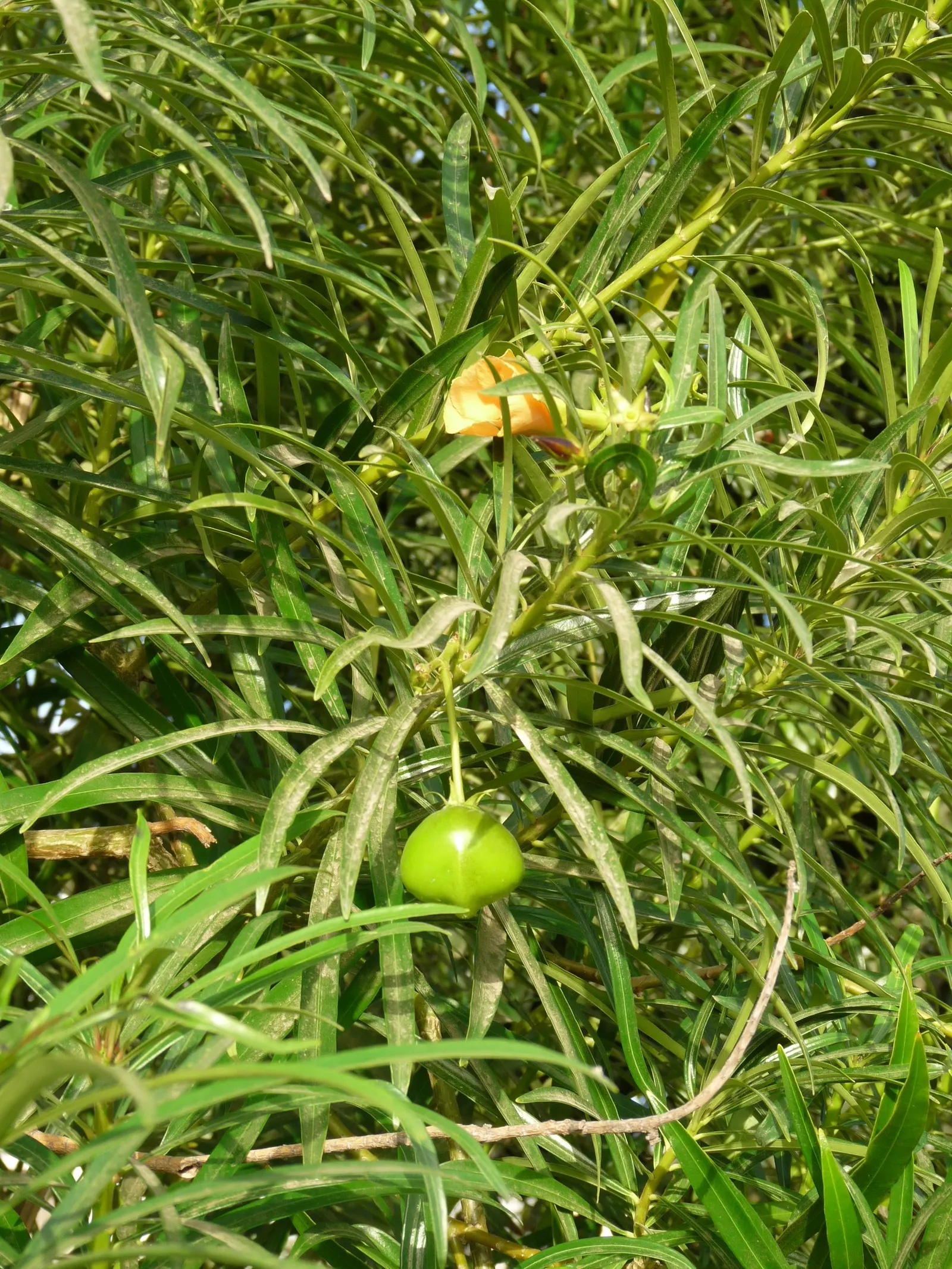 Yellow-Oleander (Thevetia Peruviana) — Ideal for accent planting and hedges