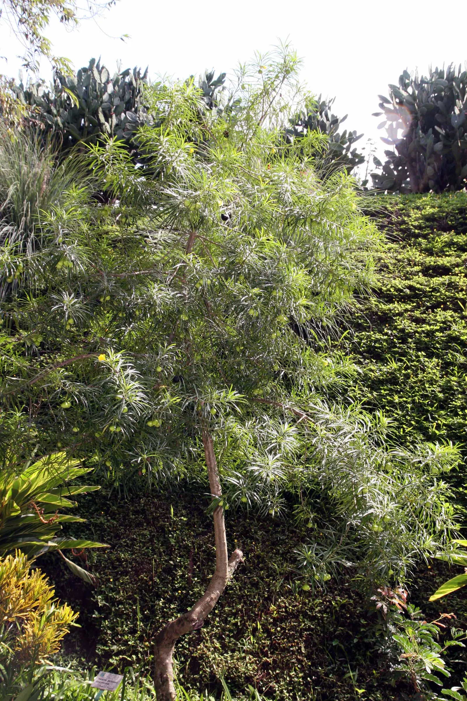 Yellow-Oleander (Thevetia Peruviana) — measuring about 4 to 8 inches long; attracting pollinators such as bees and butterflies to the garden, image 71