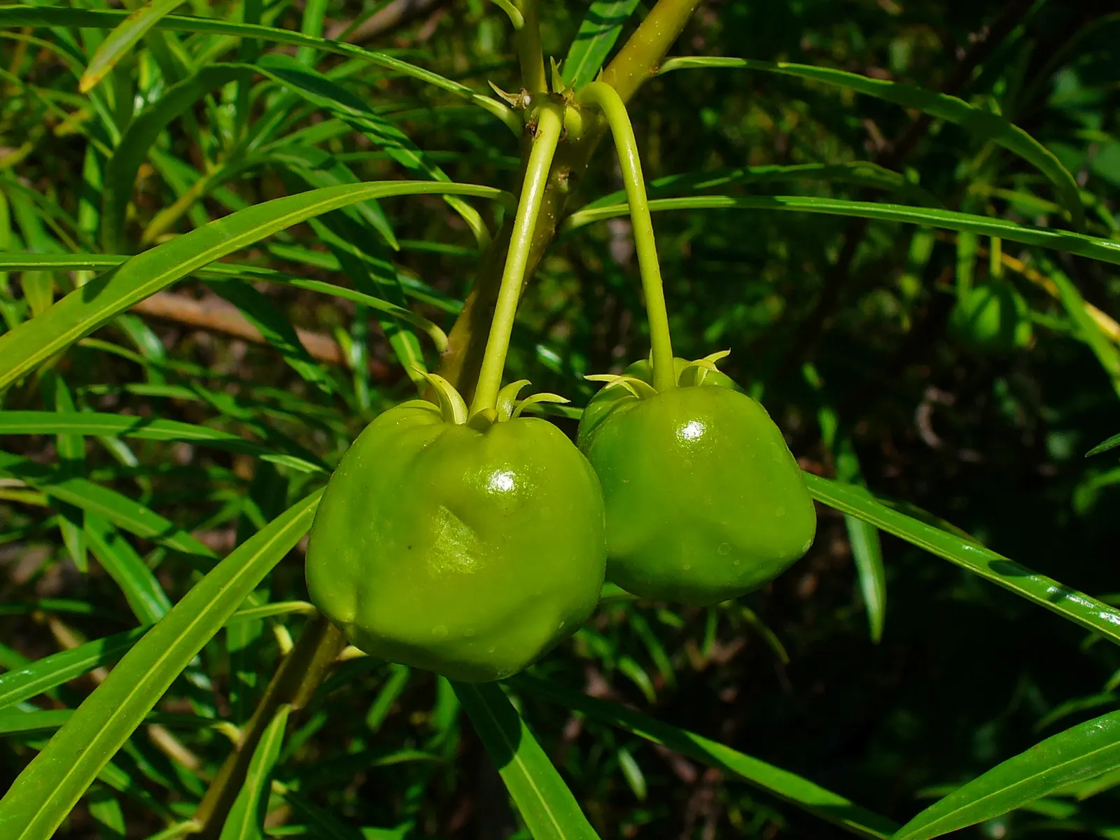 Yellow-Oleander (Thevetia Peruviana) — Yellow-Oleander (Thevetia peruviana) is a tropical, evergreen shrub or small tree, reaching 10-20 ft, image 141