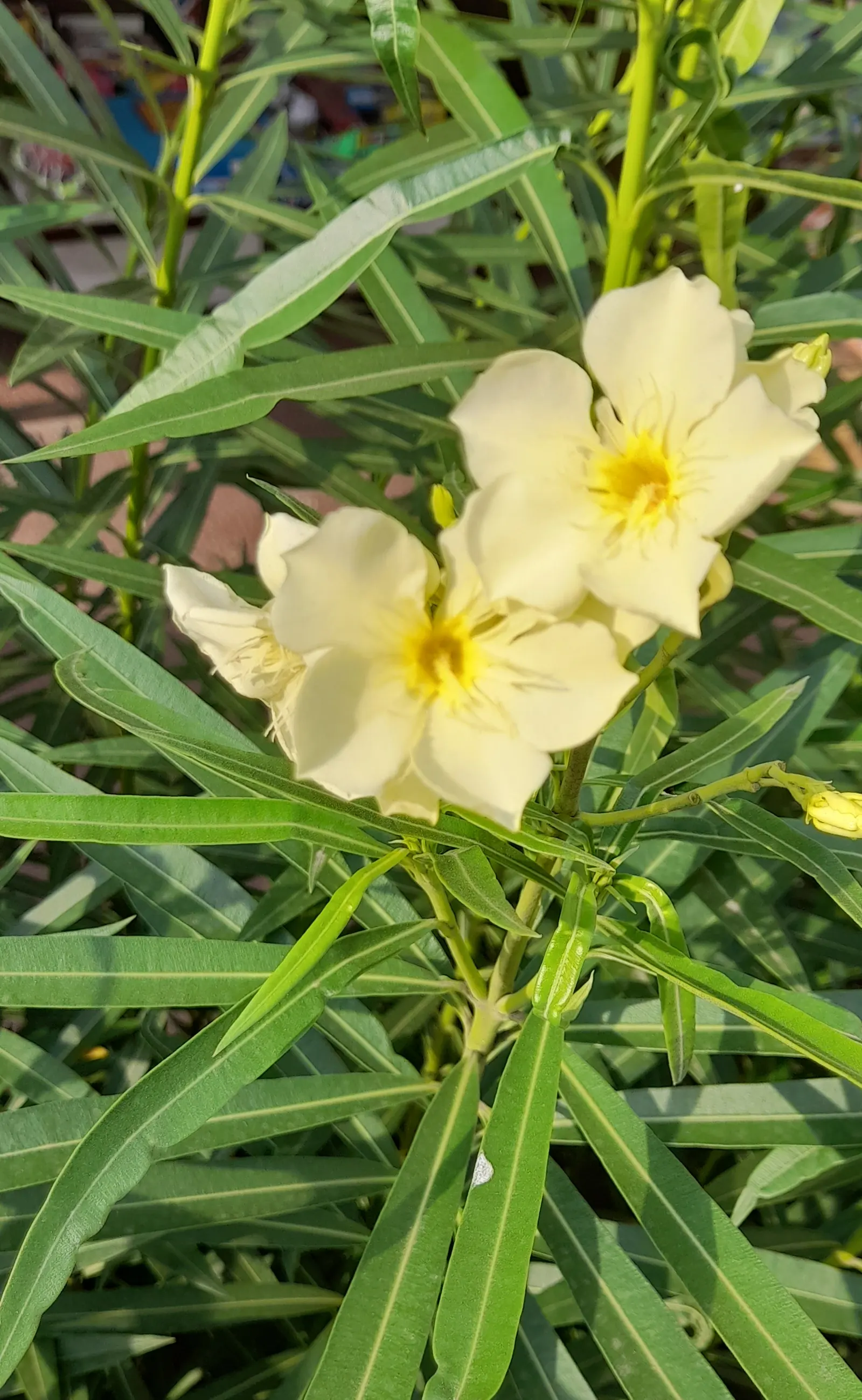 Yellow-Oleander (Thevetia Peruviana) — Caution: All parts are highly toxic if ingested; due to its toxicity and potential to grow to a significant, image 144