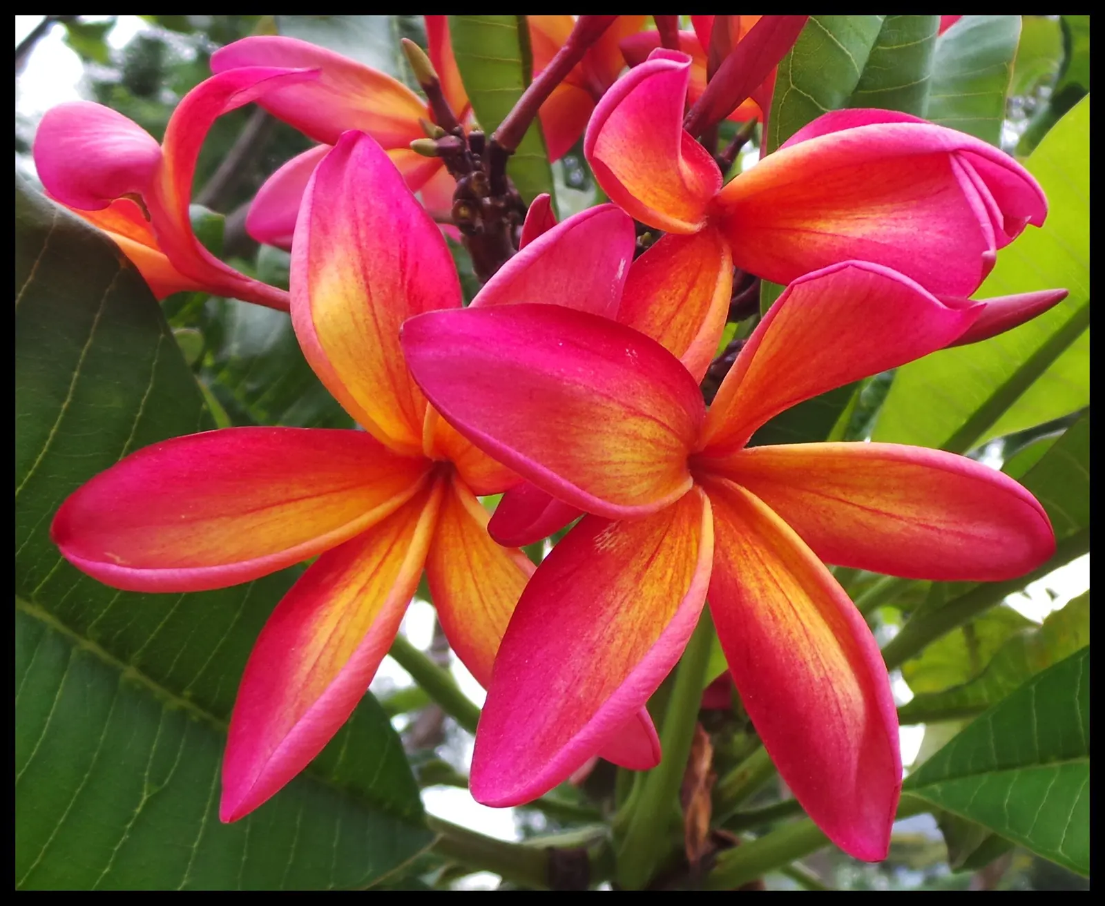 Yellow-Oleander (Thevetia Peruviana) — shrub / tree for full; due to its toxicity and potential to grow to a significant size, image 84