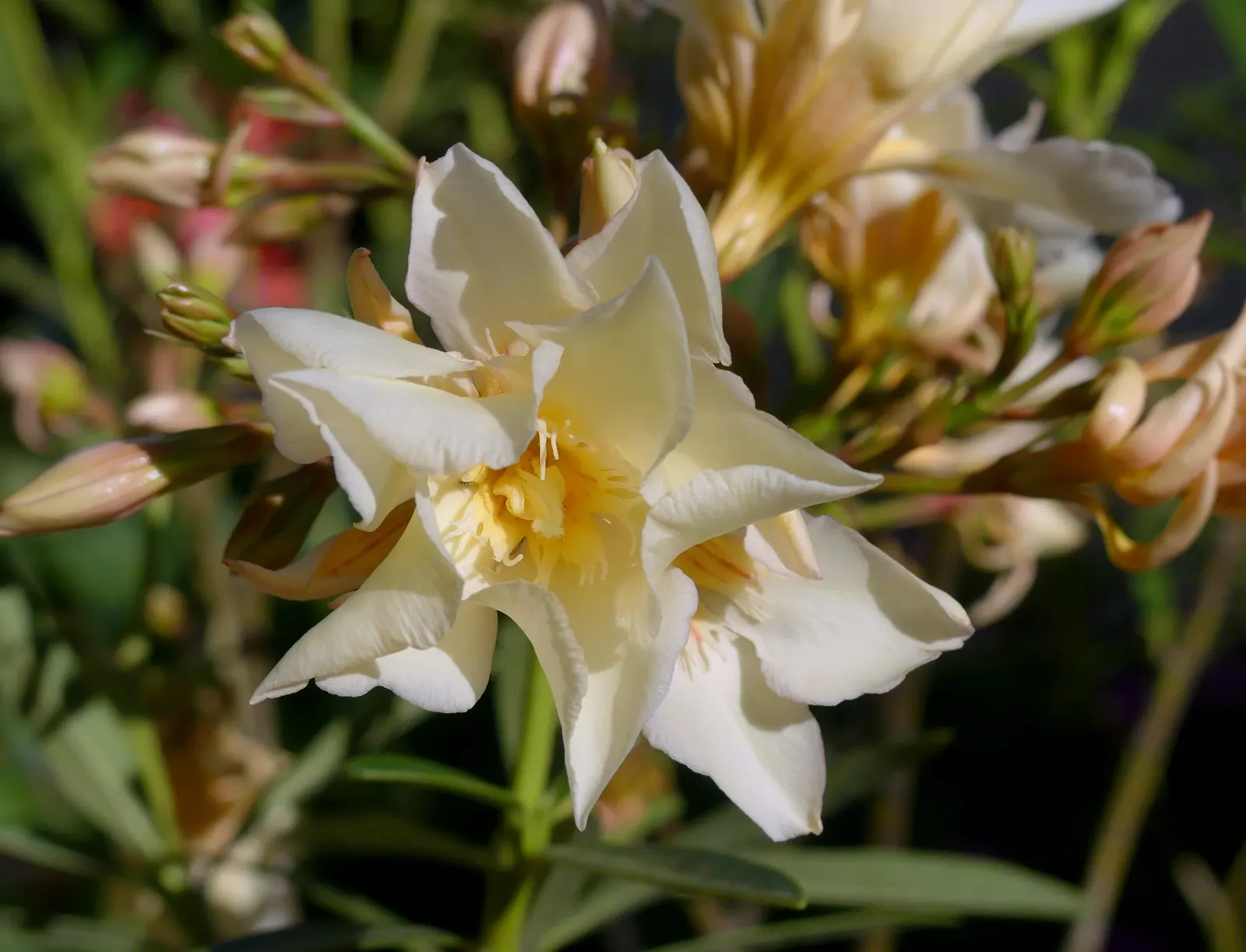 Yellow-Oleander (Thevetia Peruviana) — Yellow-Oleander (Thevetia peruviana) is a tropical, evergreen shrub or small tree, reaching 10-20 ft, image 113