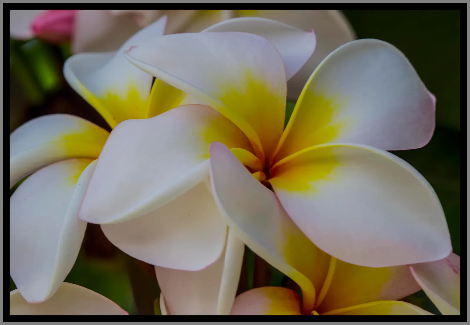 Yellow-Oleander (Thevetia Peruviana) — is a highly ornamental shrub that offers a striking display with its vibrant yellow; due to its toxicity and potential