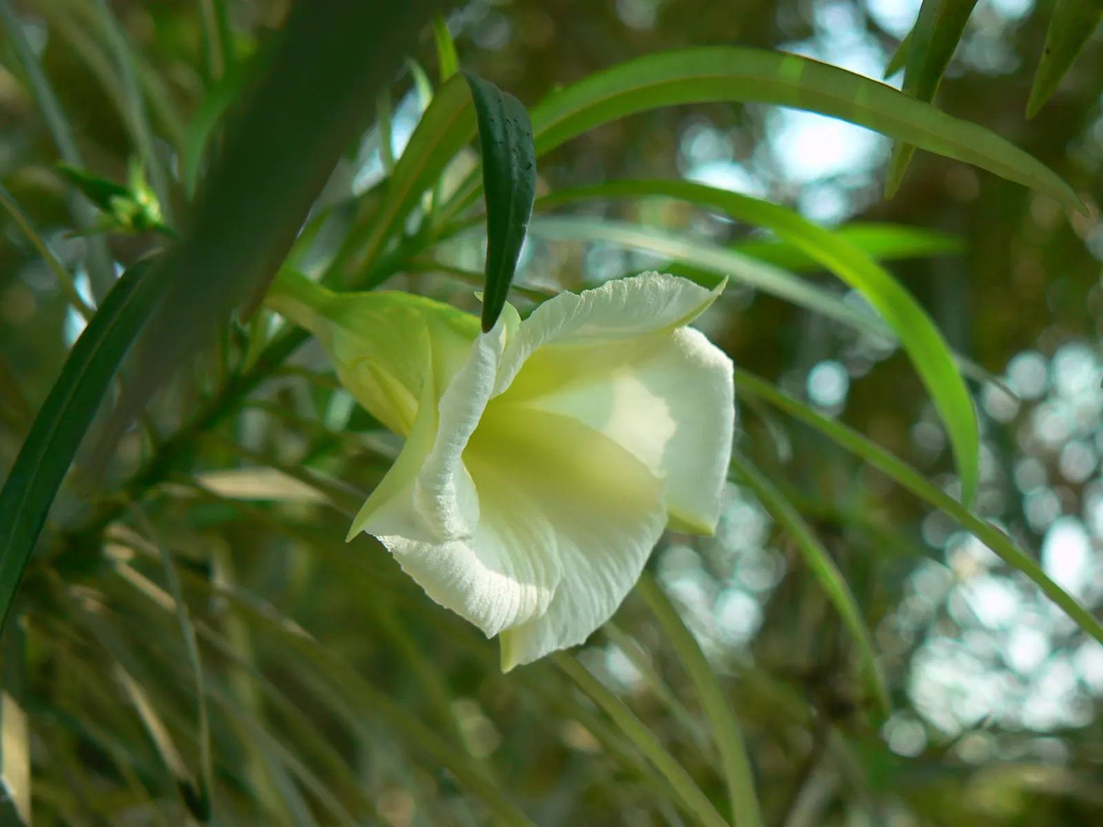 Yellow-Oleander (Thevetia Peruviana) — moderate watering is recommended; caution: All parts are highly toxic if ingested, image 125
