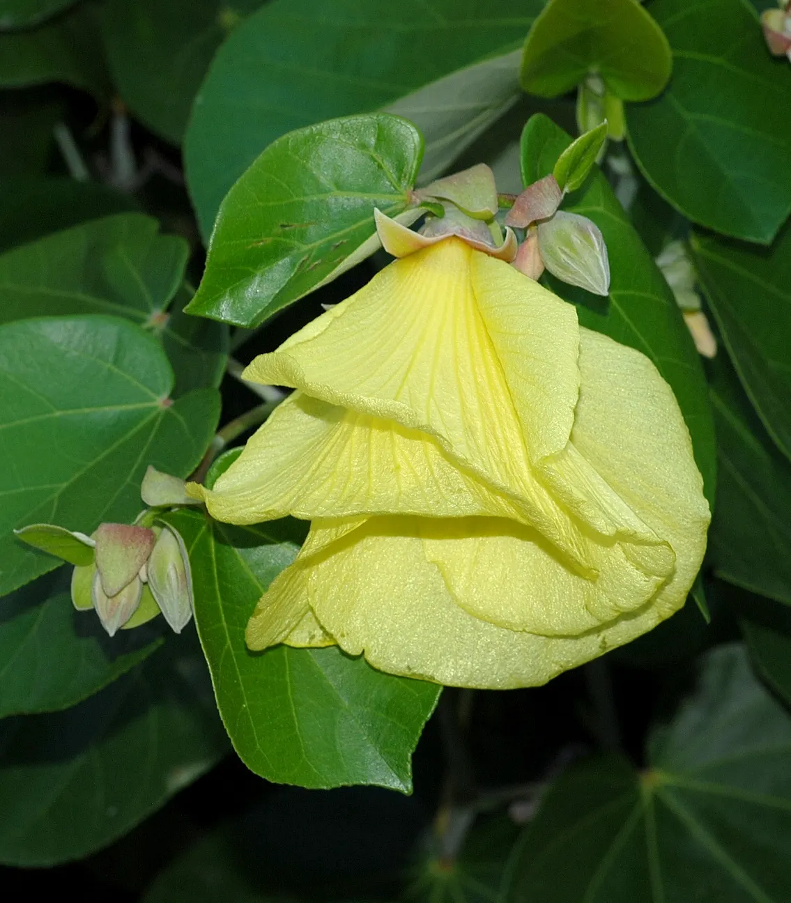 Yellow-Oleander (Thevetia Peruviana) — minimal pruning is required to maintain its shape and encourage bushier growth; due to its toxicity and, image 108