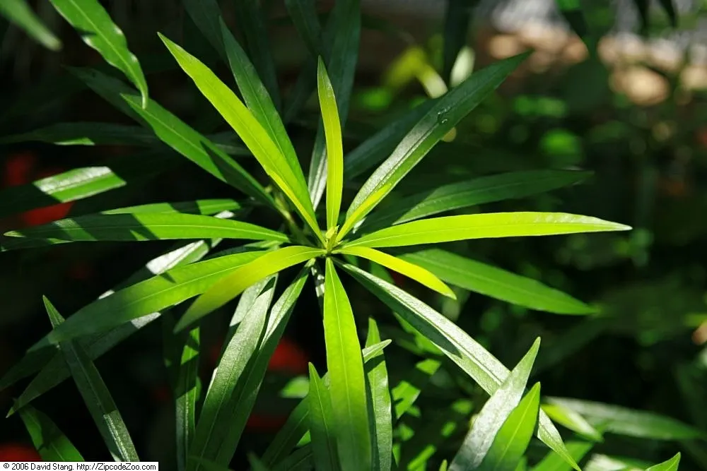 Yellow-Oleander (Thevetia Peruviana) — orange and yellow flowers in the garden; <br><br>Originating from Central and South America, Thevetia peruviana thrives