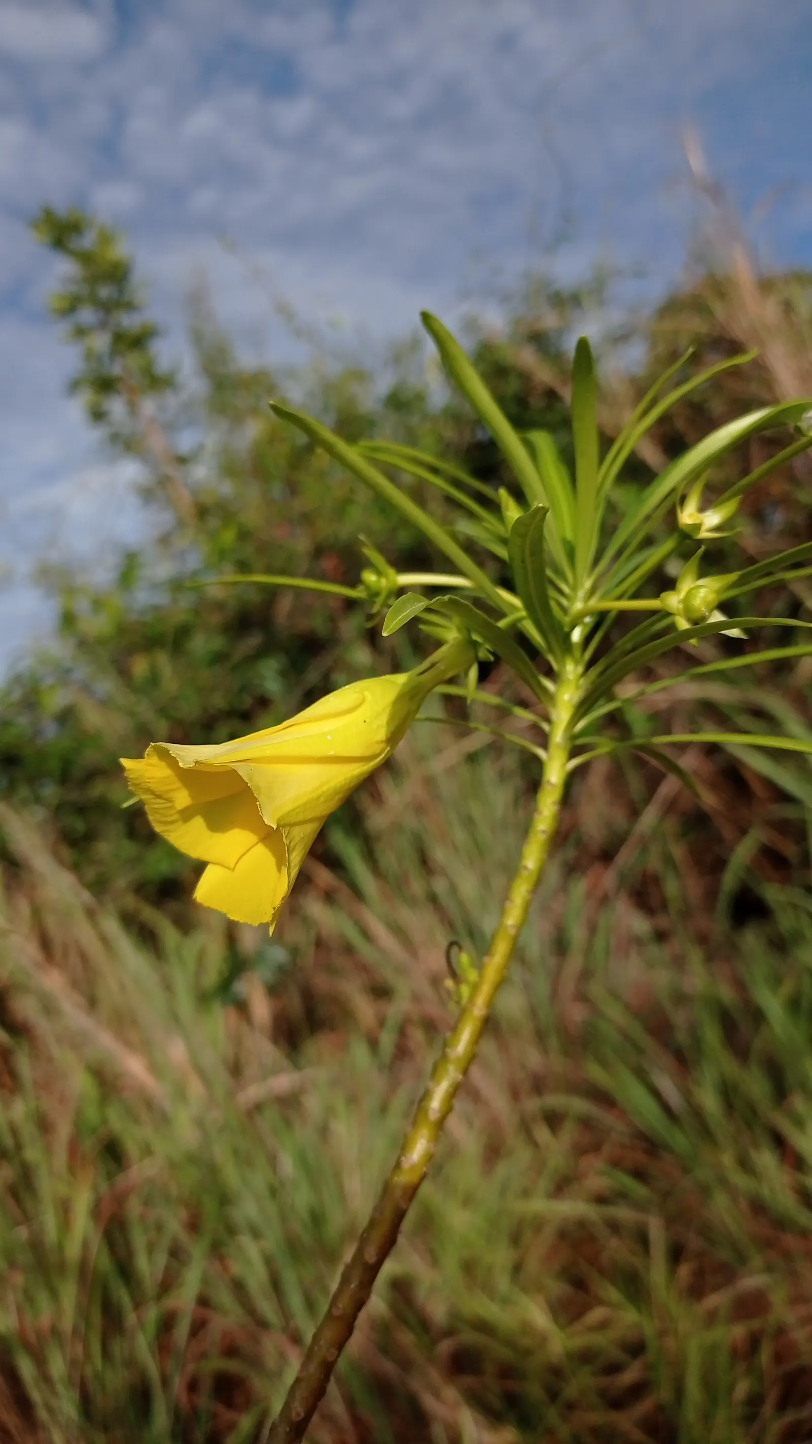 Yellow-Oleander (Thevetia Peruviana) — It prefers full sun to partial shade and well-drained soil