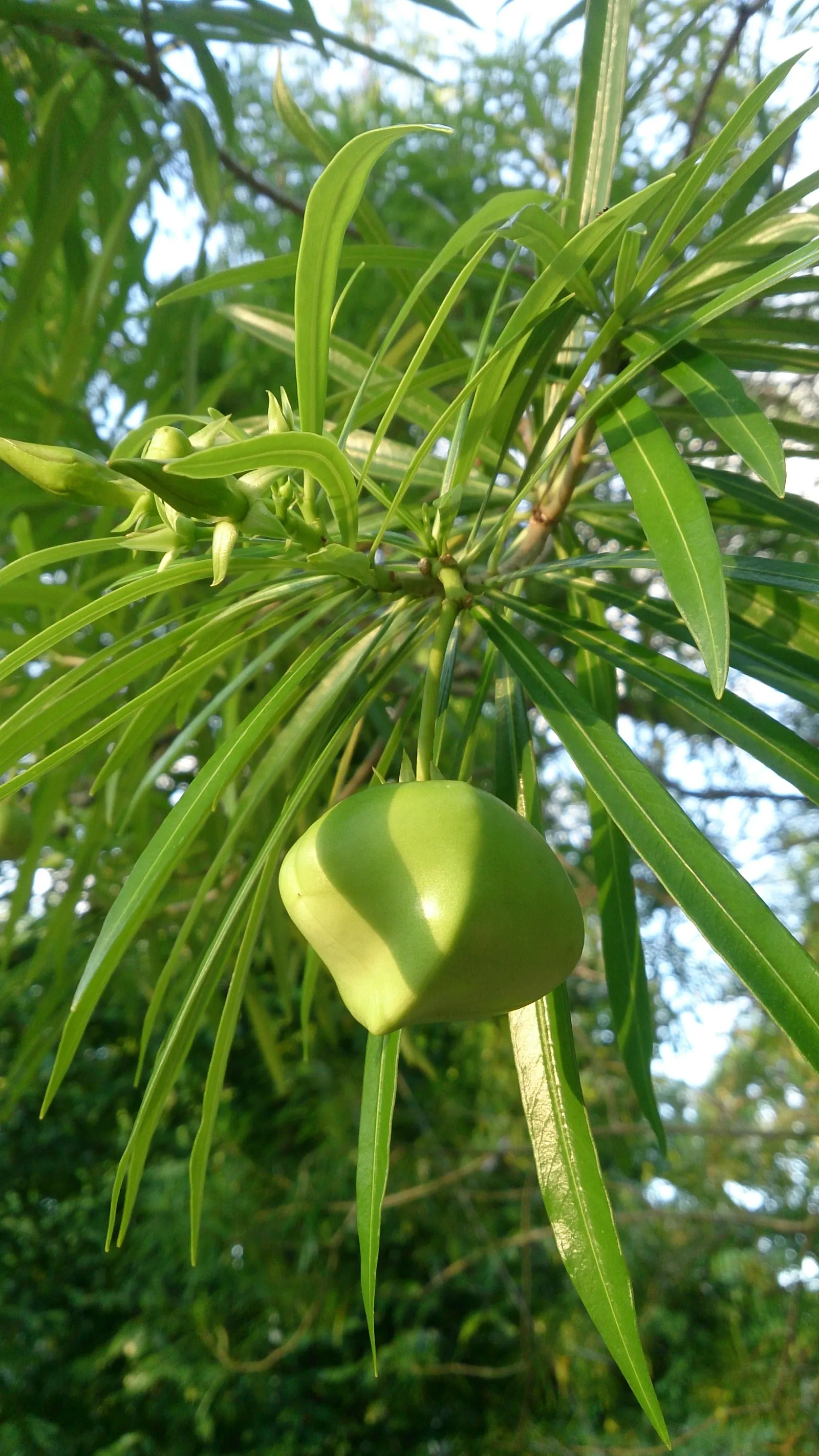 Yellow-Oleander (Thevetia Peruviana) — Caution: All parts are highly toxic if ingested; due to its toxicity and potential to grow to a significant, image 116