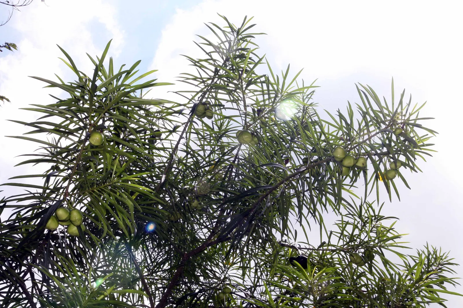 Yellow-Oleander (Thevetia Peruviana) — minimal pruning is required to maintain its shape and encourage bushier growth; due to its toxicity and, image 80