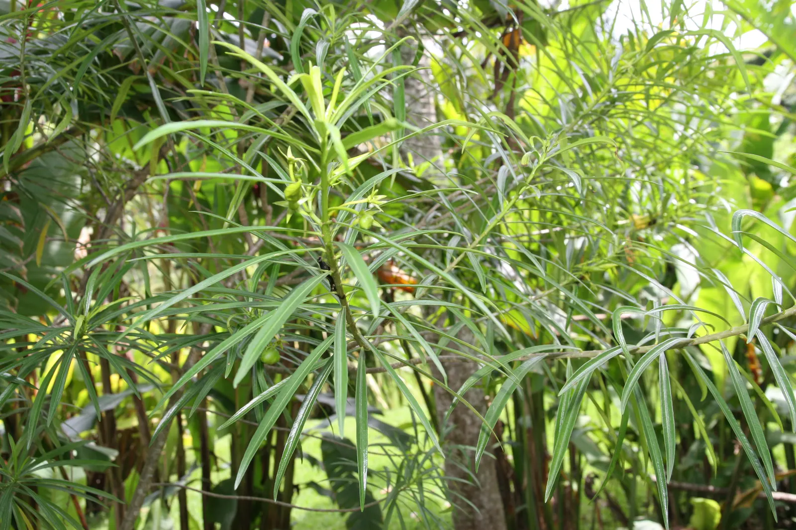 Yellow-Oleander (Thevetia Peruviana) — shrub / tree for full; due to its toxicity and potential to grow to a significant size