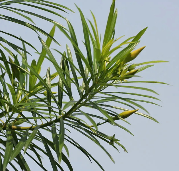 Yellow-Oleander (Thevetia Peruviana) — It features narrow, glossy leaves and produces showy, trumpet-shaped yellow flowers year-round, image 58