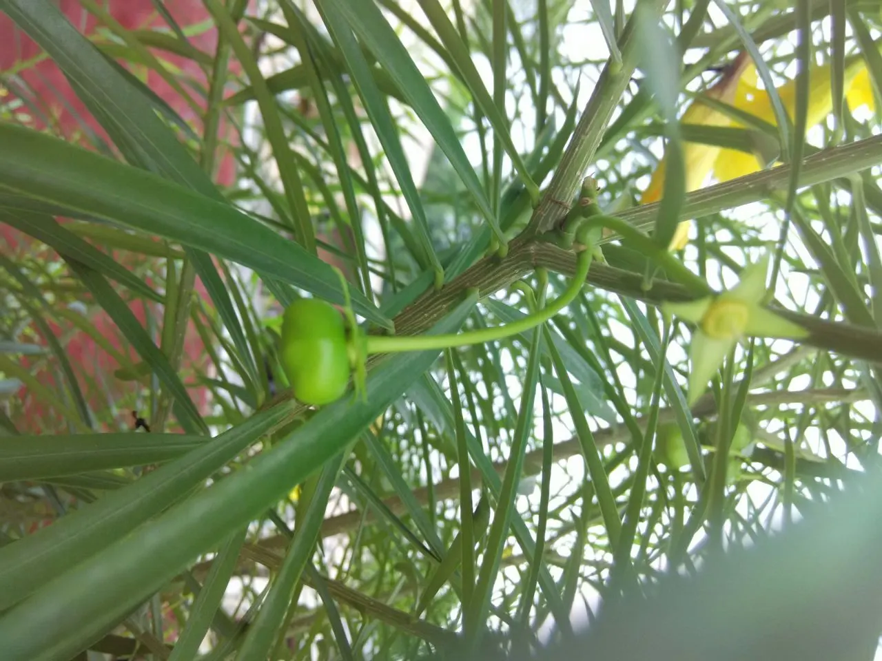 Yellow-Oleander (Thevetia Peruviana) — so caution is advised in landscapes accessed by pets or small children; <br><br>Originating from Central and, image 106