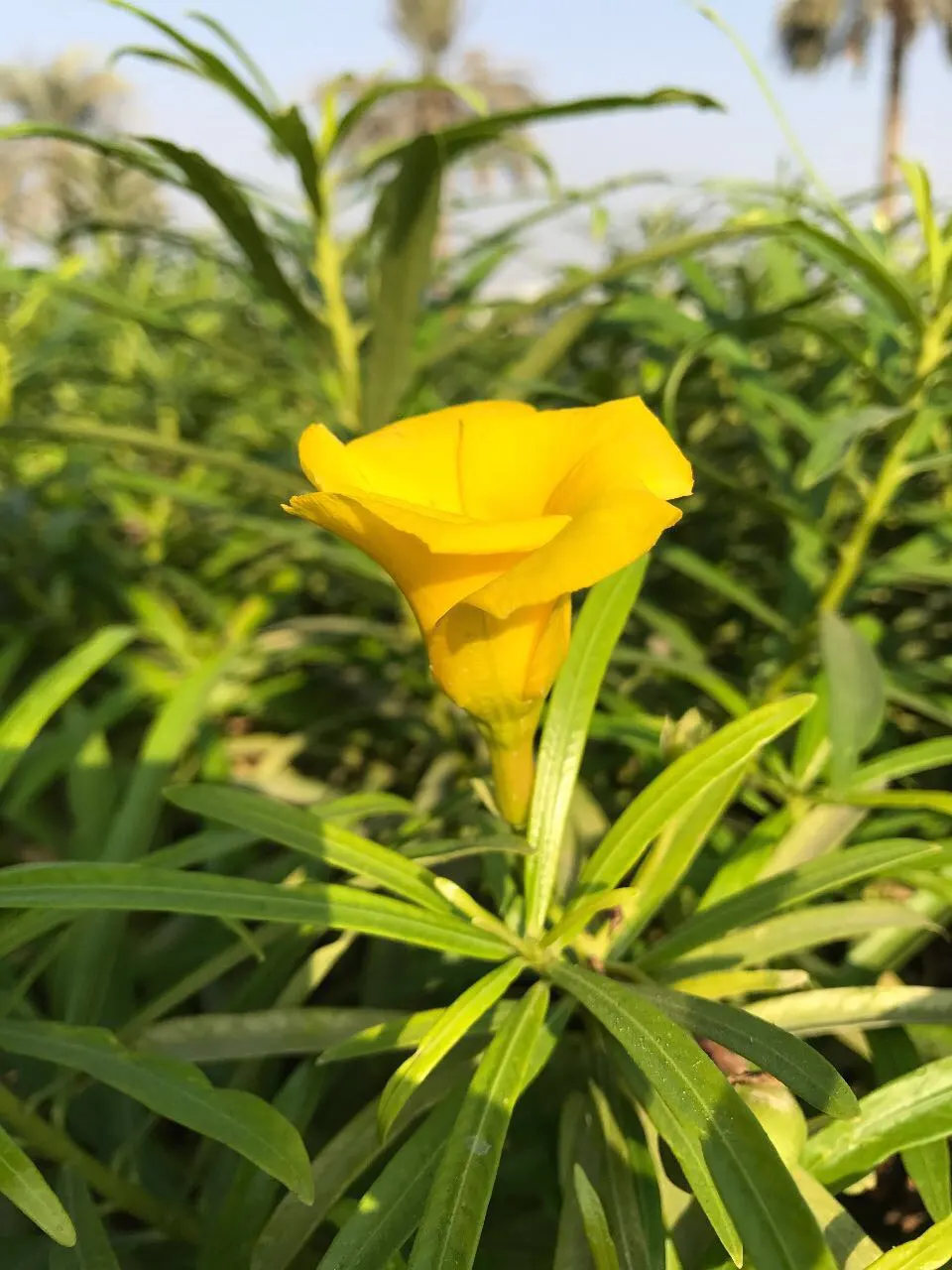 Yellow-Oleander (Thevetia Peruviana) — Requires minimal maintenance once established; <br><br>Originating from Central and South America, Thevetia, image 90