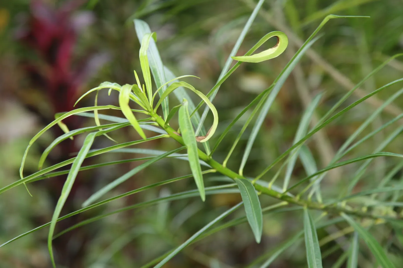 Yellow-Oleander (Thevetia Peruviana) — It prefers full sun to partial shade and well-drained soil; due to its toxicity and potential to grow to a, image 124