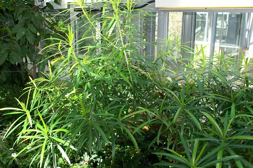 Yellow-Oleander (Thevetia Peruviana) — Requires minimal maintenance once established; <br><br>Originating from Central and South America, Thevetia peruviana