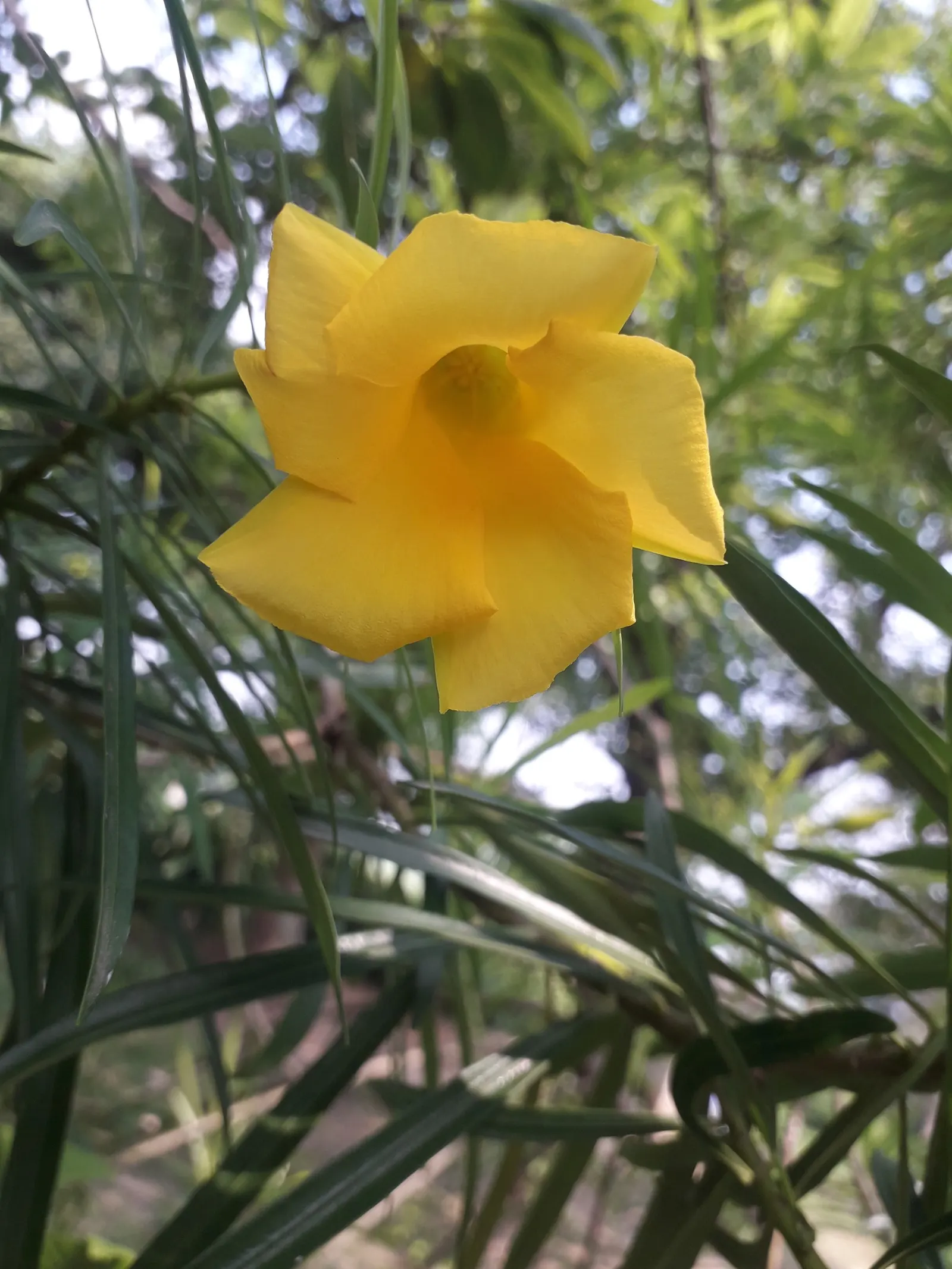 Yellow-Oleander (Thevetia Peruviana) — minimal pruning is required to maintain its shape and encourage bushier growth