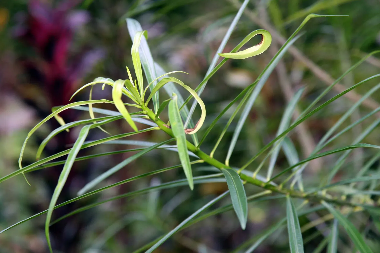 Yellow-Oleander (Thevetia Peruviana) — orange and yellow flowers in the garden; <br><br>Originating from Central and South America, Thevetia, image 110