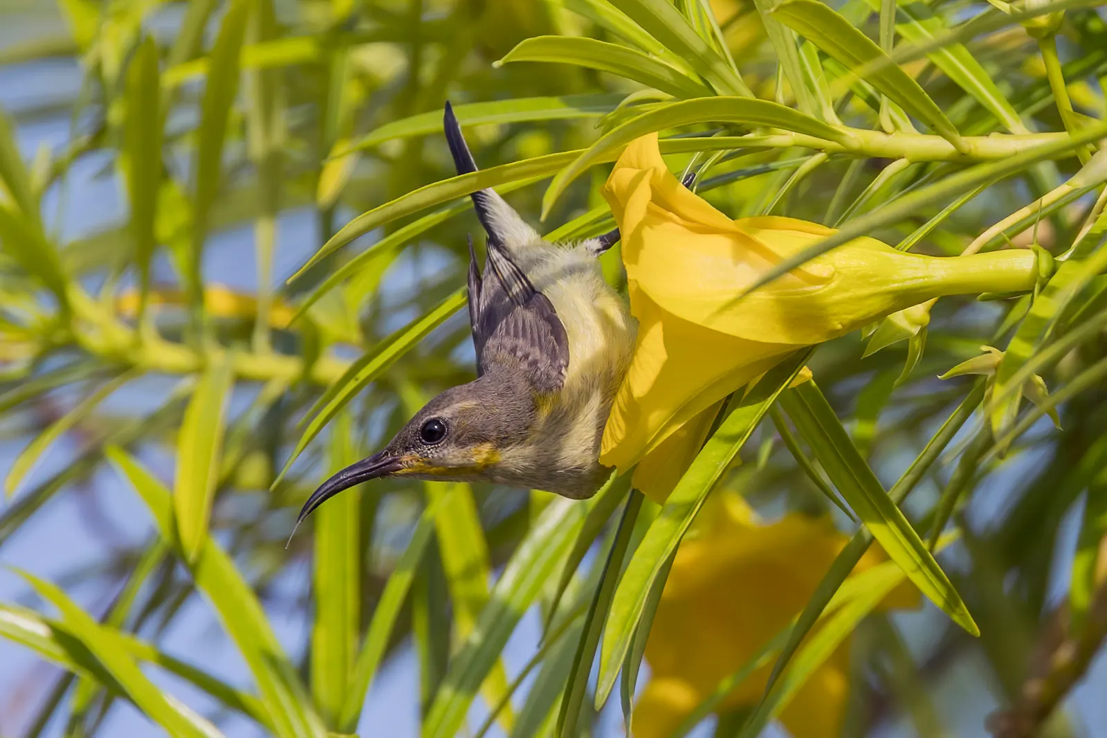 Yellow-Oleander (Thevetia Peruviana) — attracting pollinators such as bees and butterflies to the garden