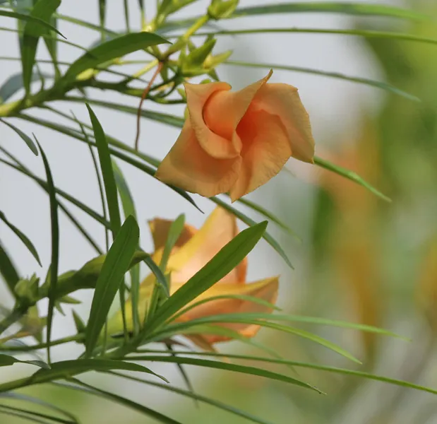 Yellow-Oleander (Thevetia Peruviana) — Often employed as a focal point in landscape designs; caution: All parts are highly toxic if ingested