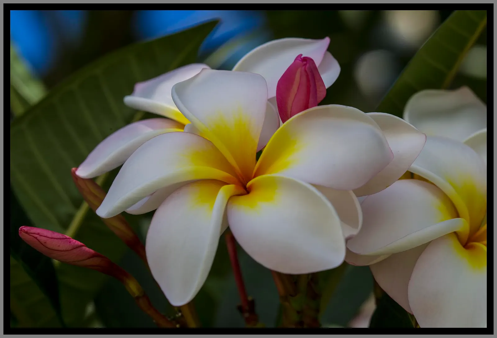 Yellow-Oleander (Thevetia Peruviana) — minimal pruning is required to maintain its shape and encourage bushier growth; due to its toxicity and potential to