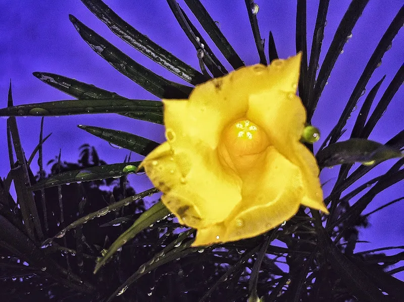 Yellow-Oleander (Thevetia Peruviana) — scientifically known as Thevetia peruviana; attracting pollinators such as bees and butterflies to the garden, image 91