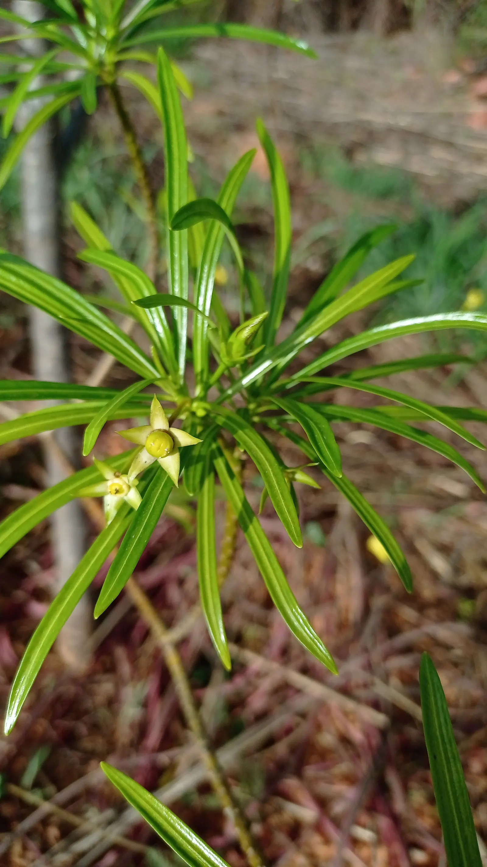 Yellow-Oleander (Thevetia Peruviana) — Hardy in USDA zones 8-10, it thrives in full sun and well-drained soils; attracting pollinators such as bees and