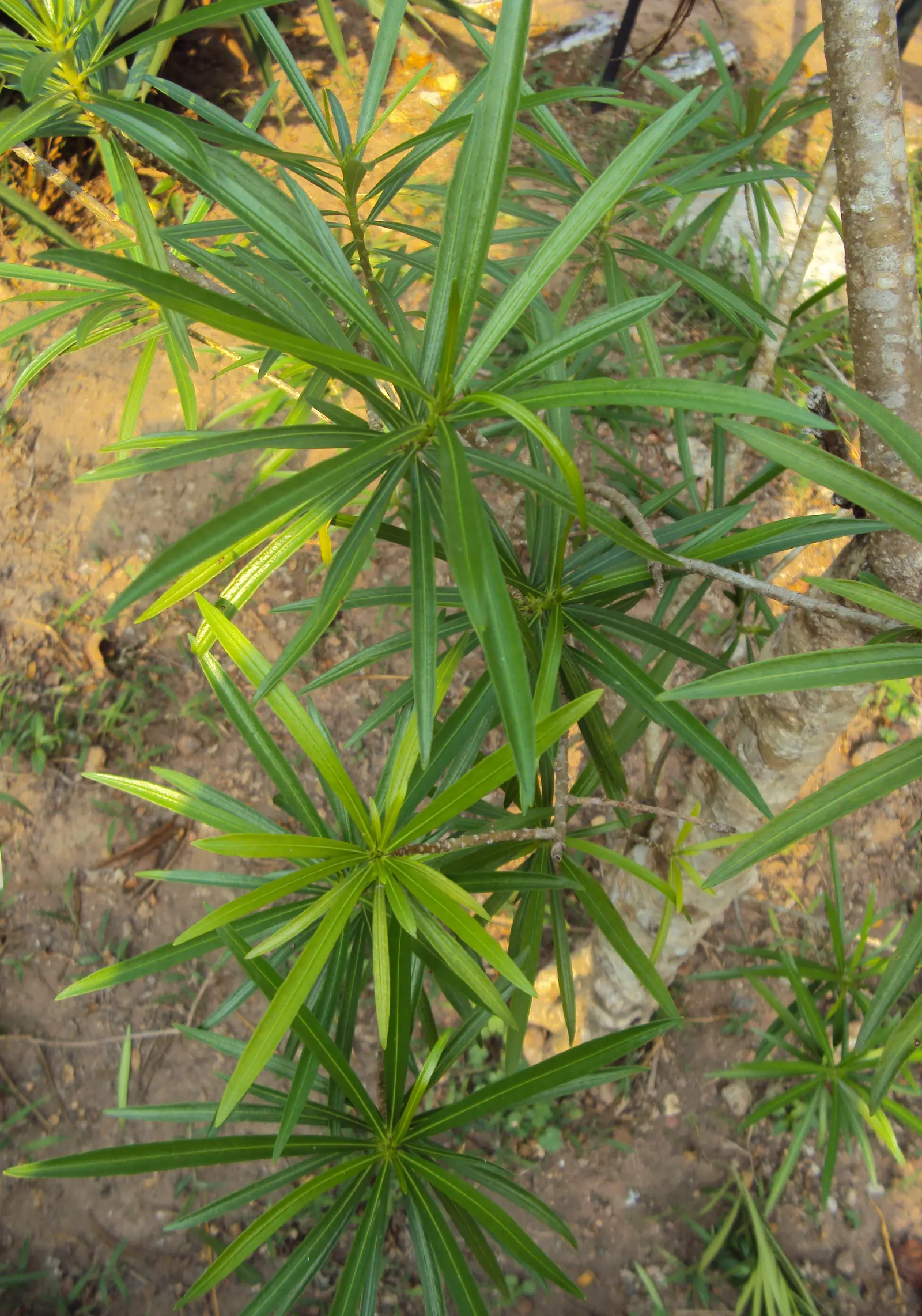 Yellow-Oleander (Thevetia Peruviana) — It prefers full sun to partial shade and well-drained soil; due to its toxicity and potential to grow to a, image 96