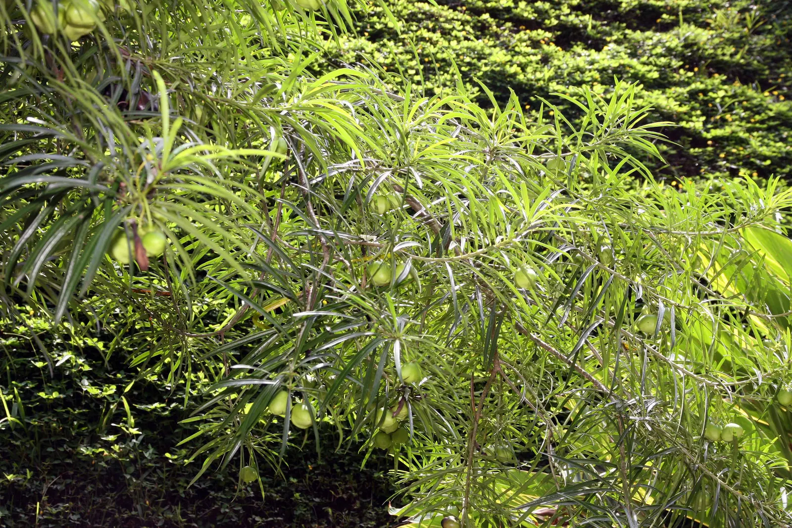 Yellow-Oleander (Thevetia Peruviana) — <br><br>Originating from Central and South America, Thevetia peruviana thrives in USDA hardiness zones 8 to 10
