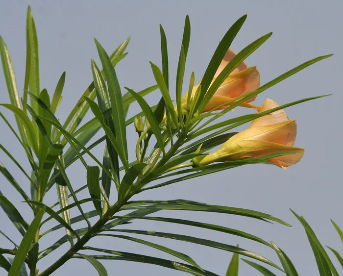 Yellow-Oleander (Thevetia Peruviana) — delivering a long-lasting display.<br><br>Notably; due to its toxicity and potential to grow to a significant size