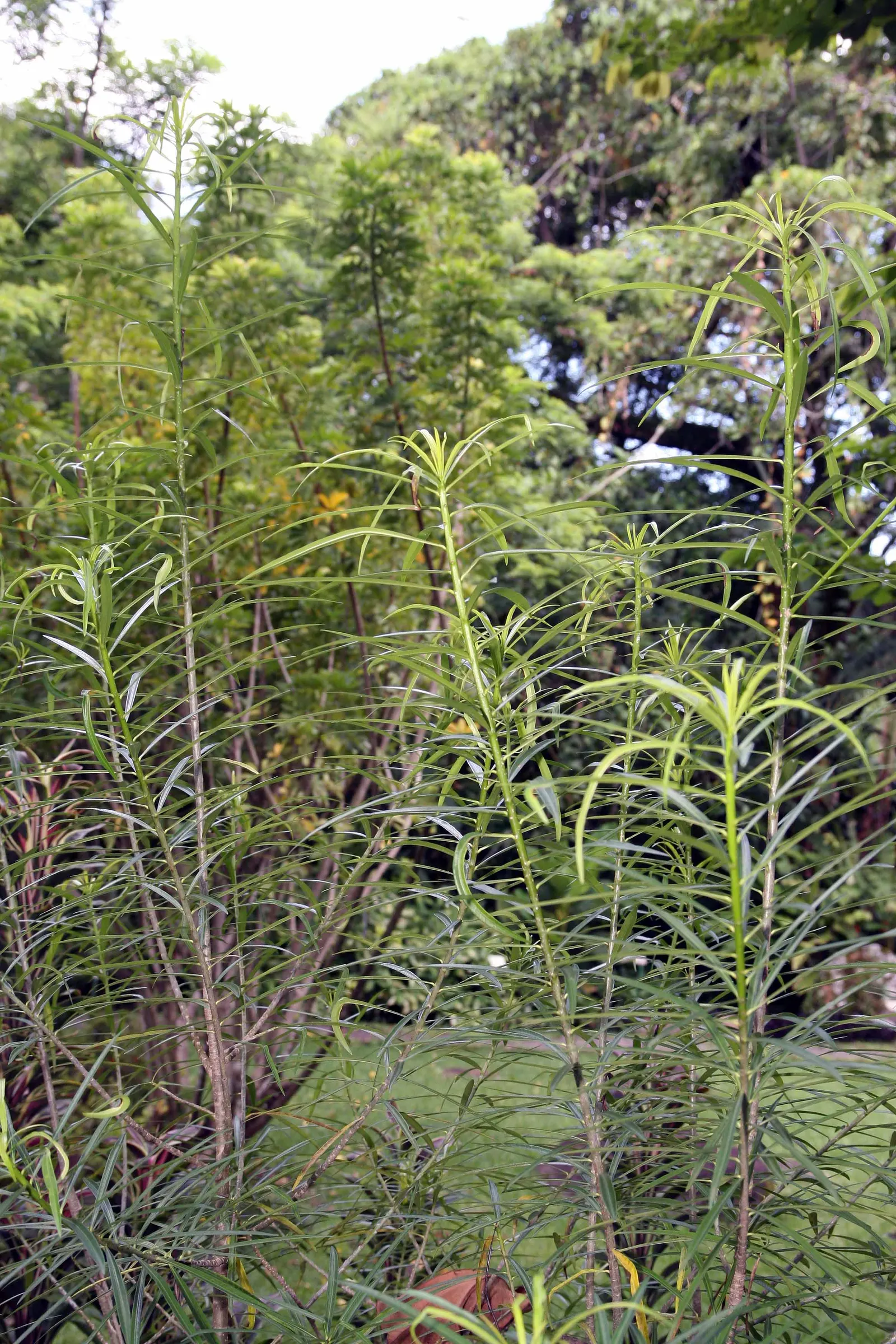 Yellow-Oleander (Thevetia Peruviana) — shrub / tree with orange and yellow blooms