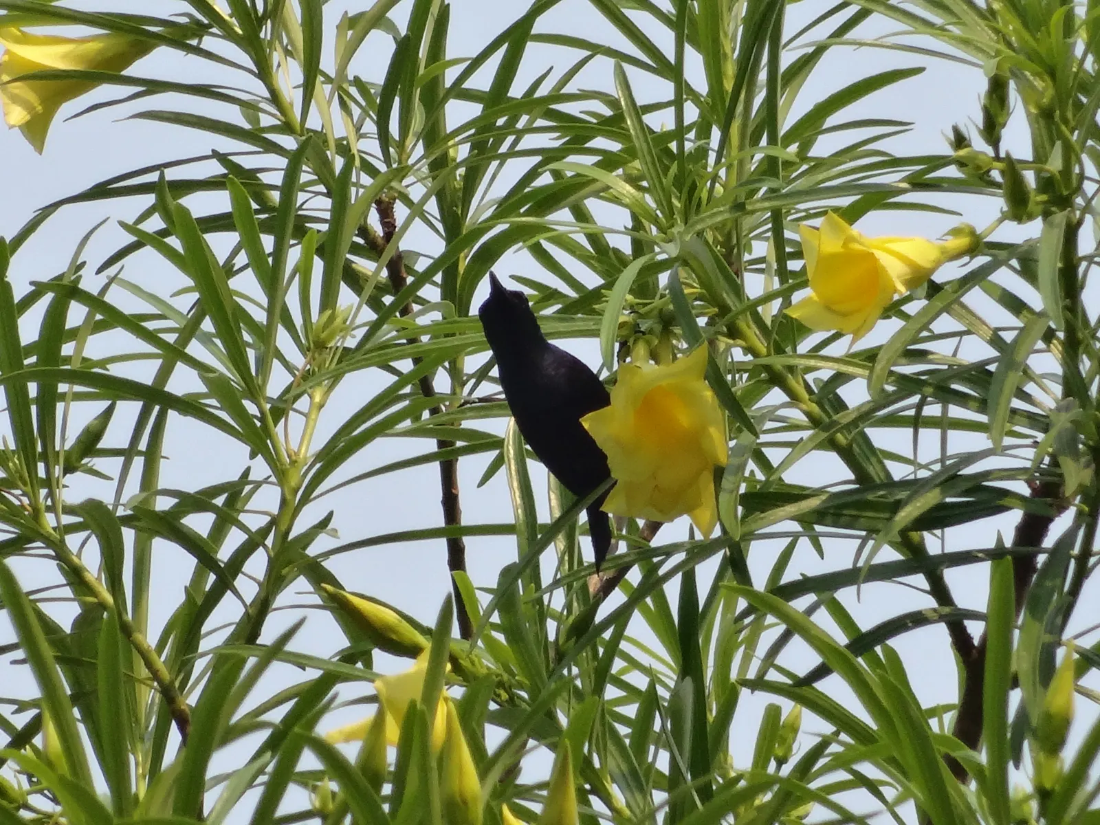 Yellow-Oleander (Thevetia Peruviana) — Yellow-Oleander (Thevetia peruviana) is a tropical, evergreen shrub or small tree, reaching 10-20 ft; caution: All parts