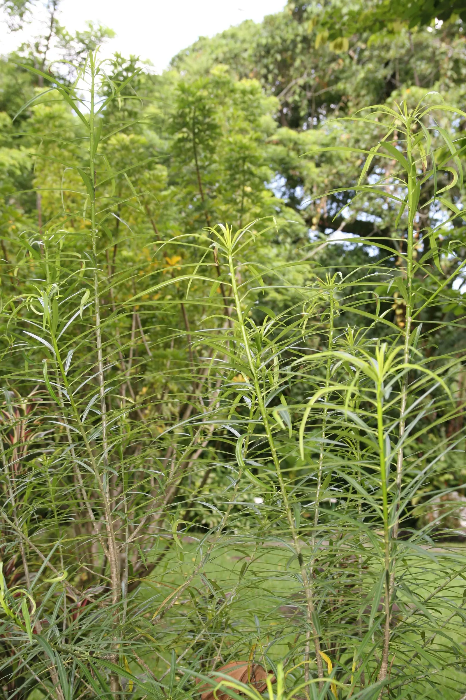 Yellow-Oleander (Thevetia Peruviana) — delivering a long-lasting display.<br><br>Notably
