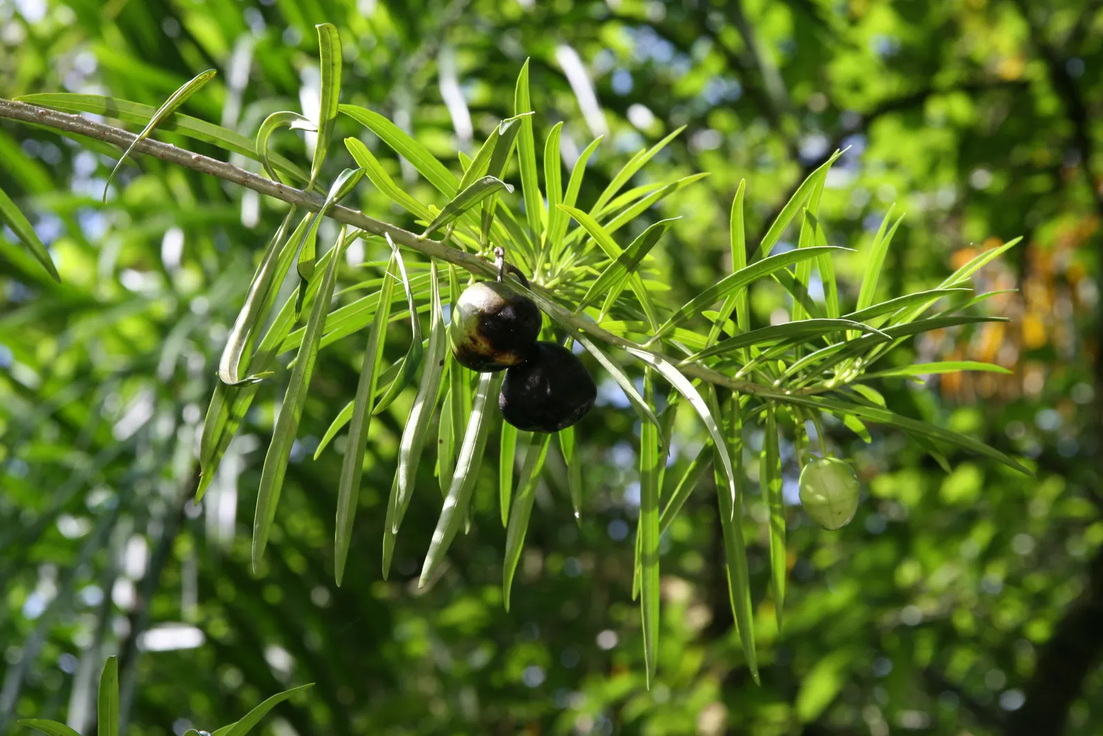 Yellow-Oleander (Thevetia Peruviana) — Requires minimal maintenance once established