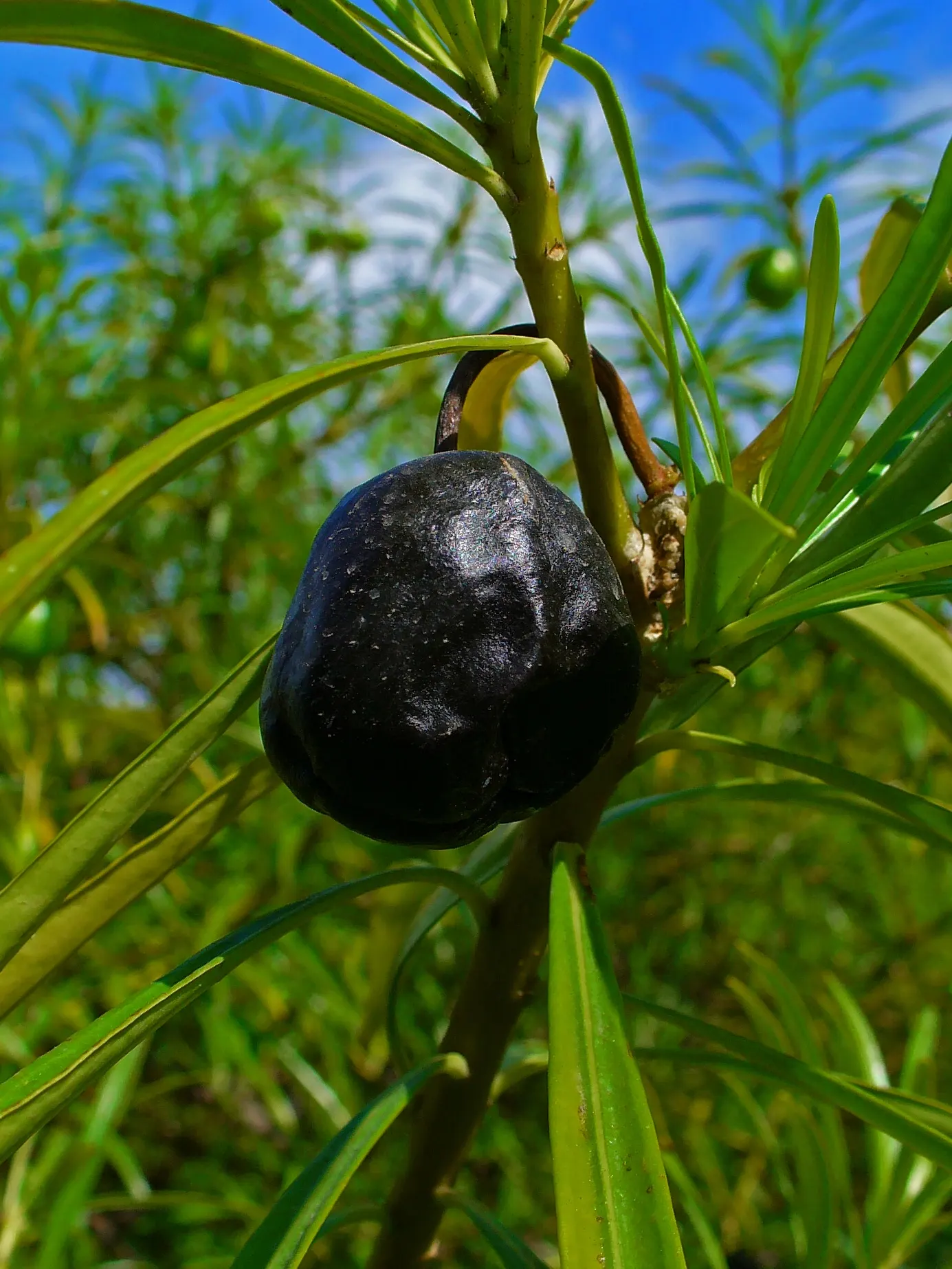 Yellow-Oleander (Thevetia Peruviana) — Hardy in USDA zones 8-10, it thrives in full sun and well-drained soils; attracting pollinators such as bees, image 115