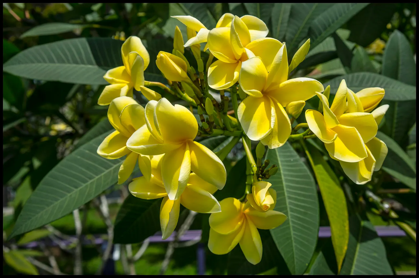 Yellow-Oleander (Thevetia Peruviana) — is a highly ornamental shrub that offers a striking display with its vibrant yellow; due to its toxicity and, image 120
