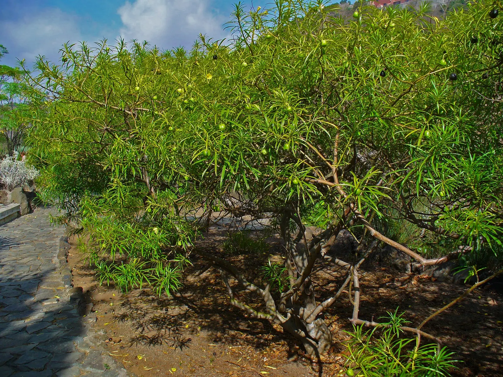 Yellow-Oleander (Thevetia Peruviana) — all parts of the Yellow Oleander plant are toxic if ingested; caution: All parts are highly toxic if ingested, image 133