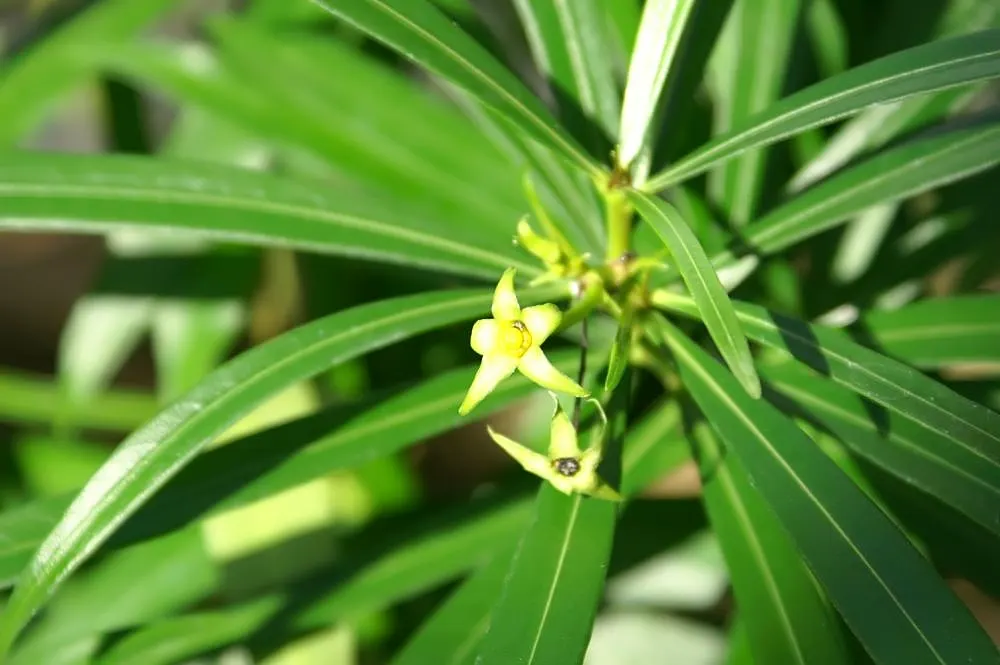 Yellow-Oleander (Thevetia Peruviana) — as the plant is drought-tolerant once established.<br><br>The glossy lanceolate leaves; <br><br>Originating, image 98