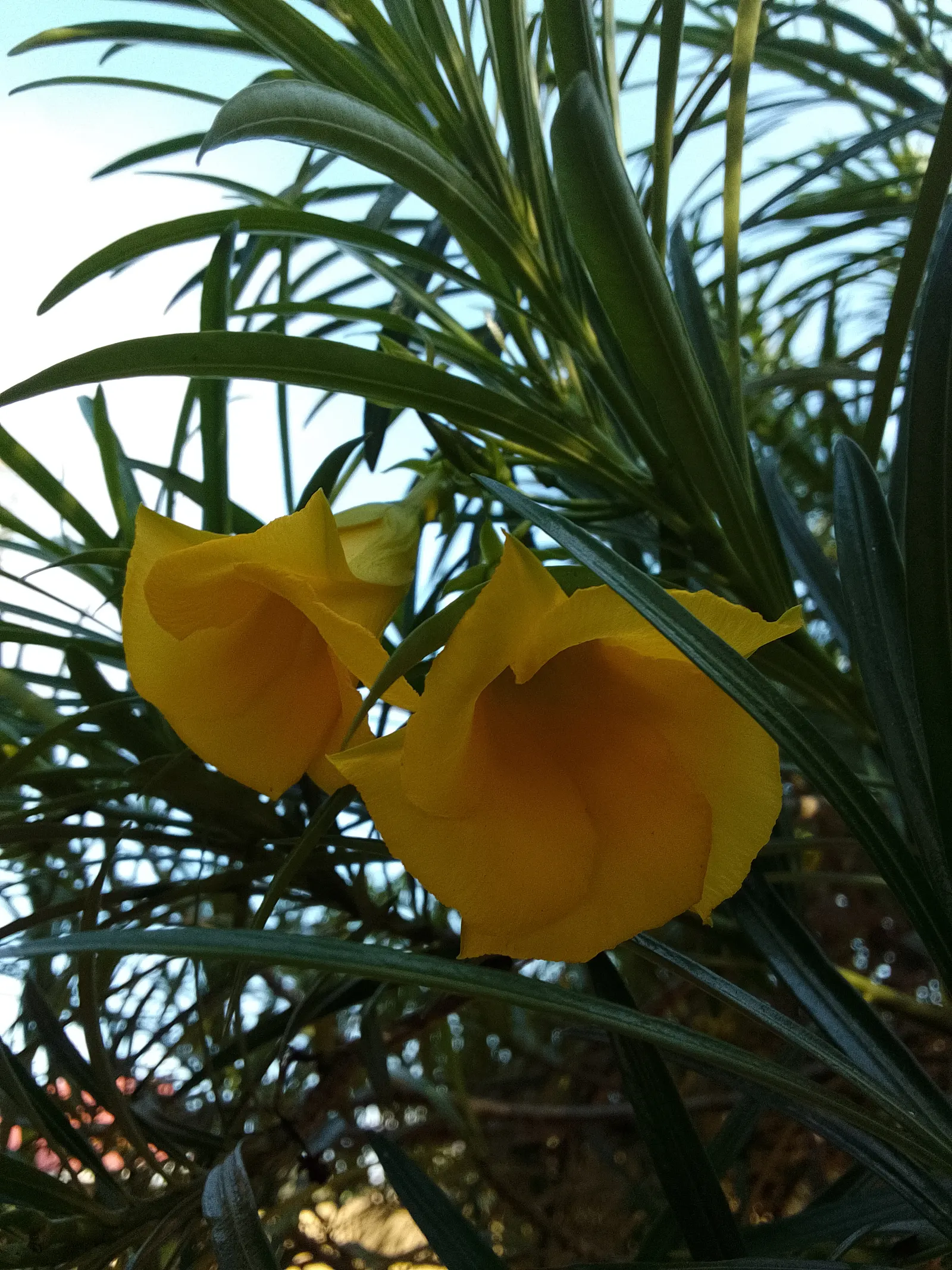 Yellow-Oleander (Thevetia Peruviana) — Often employed as a focal point in landscape designs; caution: All parts are highly toxic if ingested, image 65