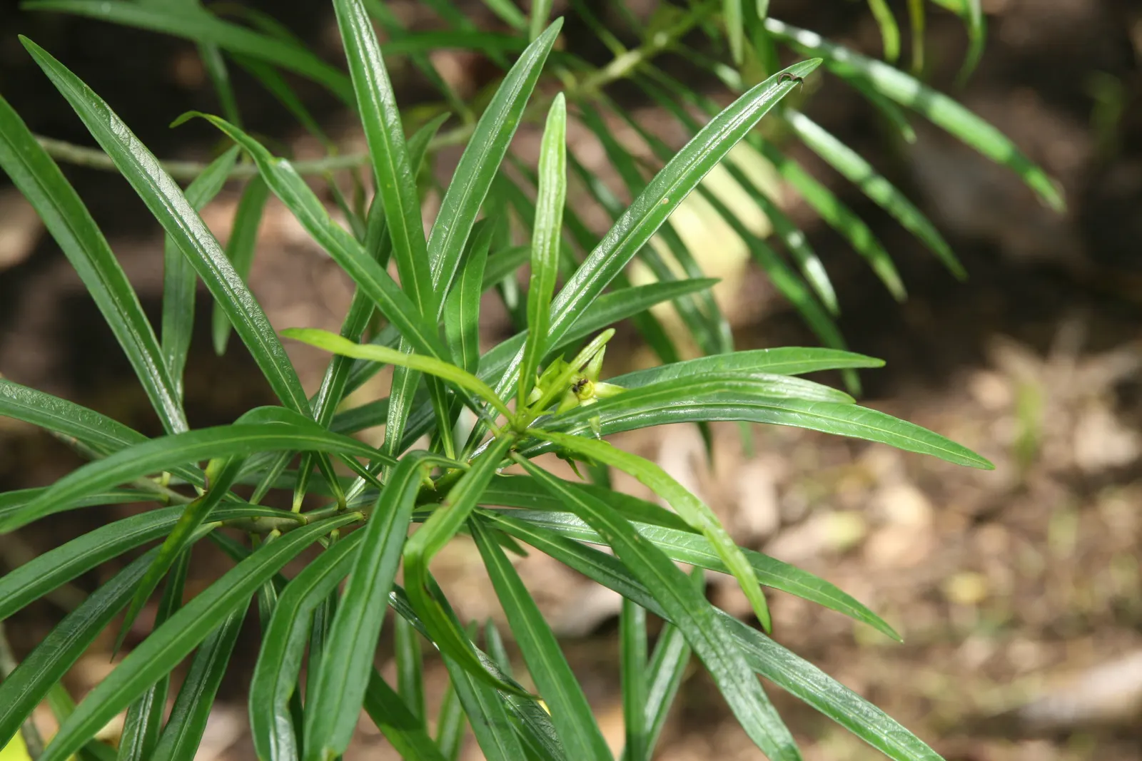 Yellow-Oleander (Thevetia Peruviana) — so caution is advised in landscapes accessed by pets or small children; <br><br>Originating from Central and South