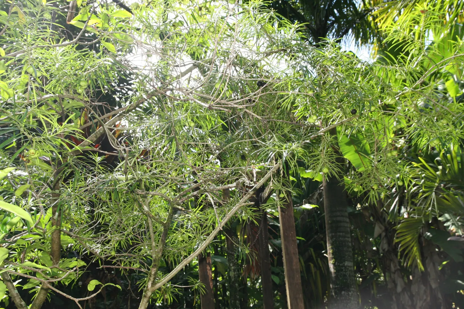 Yellow-Oleander (Thevetia Peruviana) — <br><br>Originating from Central and South America, Thevetia peruviana thrives in USDA hardiness zones 8 to, image 123